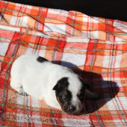 Tracker - Light Blue - Blue male Australian Cattle Dog puppy in Colbert, Oklahoma from LoveAHeeler