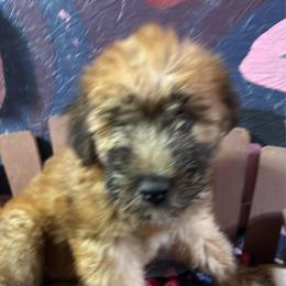 Miguel - Wheaten male Soft Coated Wheaten Terrier puppy in Gladewater, Texas from Felicias Swheaties