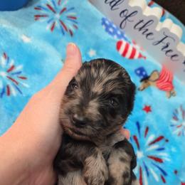 Black and tan dapple boy - Dapple male Dachshund puppy in West Plains, Missouri from Spring Creek Dachshunds