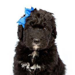 Bernedoodle Puppies from Southridge Bernedoodles