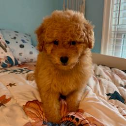 Susan - Apricot female Goldendoodle puppy in Pensacola, Florida from Goldendoodles Love You in Pensacola Friend Edition
