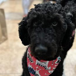 Liberty - Goldendoodle