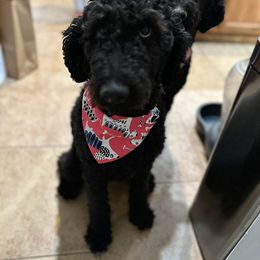 Liberty - Goldendoodle