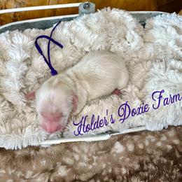 January - Cream female Dachshund puppy in Atwood, Oklahoma from Holder’s Doxie Farm