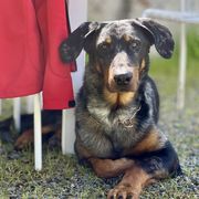 Tortue - Beauceron