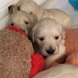 Golden Retriever Puppies from Glenmac Goldens