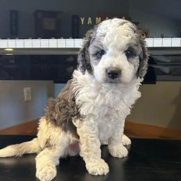 Aspen - female Golden Mountain Doodle puppy in Powell, Wyoming from Doodles of Joy