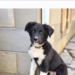 Latigo - Black & white male Australian Shepherd puppy in Keyser, West Virginia from Heartfelt Hollow Farm