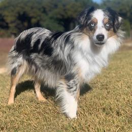 Lark - Miniature Australian Shepherd