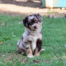 Timber - Red merle male Miniature Australian Shepherd puppy in Fort Smith, Arkansas from Rye Hill Aussies