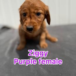 Purple ziggy - Golden female Golden Retriever puppy in Salt Lake City, Utah from Soaring golden retrievers