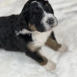 American Eskimo Dog and Bernedoodle Puppies from Shadow Kennels