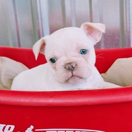 Cream male - Cream male French Bulldog puppy in Baltimore, Maryland from Country Acres Farm