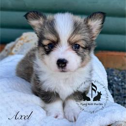 Banyan Full Fluffy With A Tail - Sable male Pembroke Welsh Corgi puppy in Casper, Wyoming from Flying Note Shorties