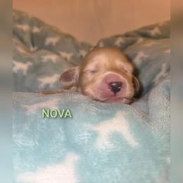 Nova - Cream female Dachshund puppy in Luttrell, Tennessee from Tiny Tails Ranch