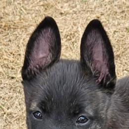 Orange collar girl - Black brindle female Dutch Shepherd puppy in Howey In The Hills, Florida from MAC K9 Dutch Shepherds