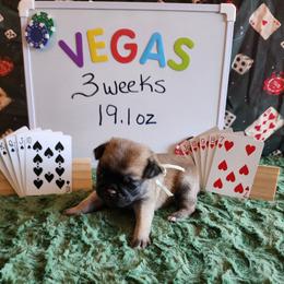 Vegas - Fawn female Pug puppy in Tucson, Arizona from Cactus Pugs & Hugs