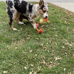 Australian Shepherd Puppies from Mud Path Australian Shepherds