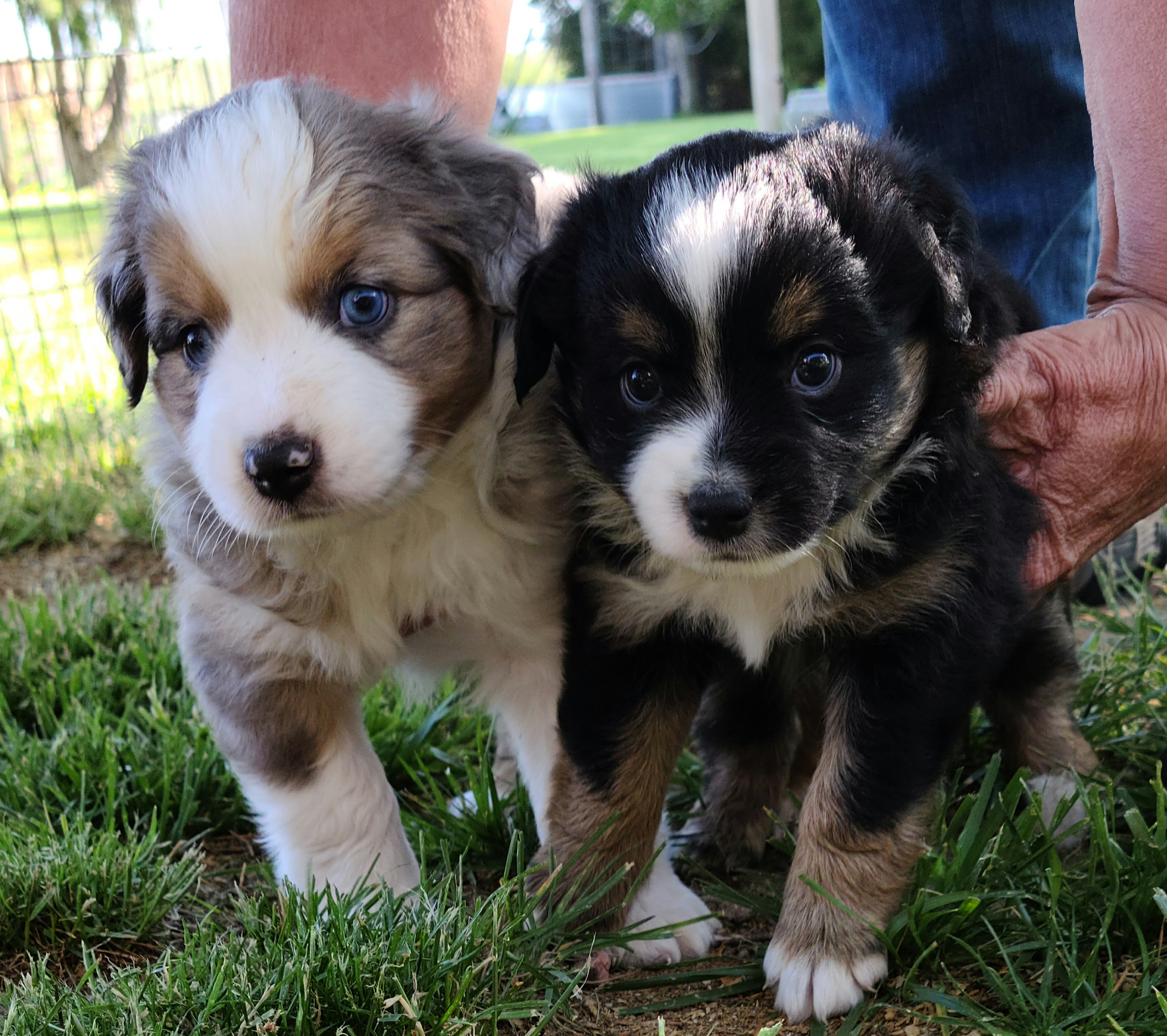 Miniature Australian Shepherd Puppies from Kings Point Mini and Toy Aussies
