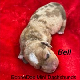 Bell - Dapple female Dachshund puppy in Lexington, Oklahoma from BooneDox Miniature Dachshunds