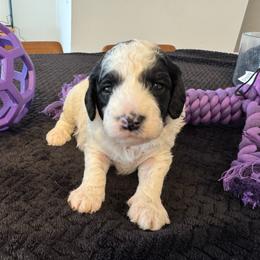 Teal - Black and white female Sheepadoodle puppy in Kissimmee, Florida from Sunflower Family Farms