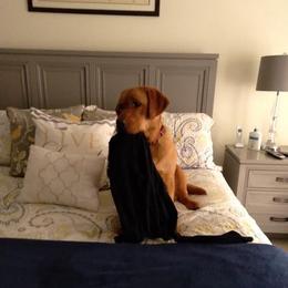 Labrador Retriever All Grown Up from Autumn Oaks Labrador Retrievers
