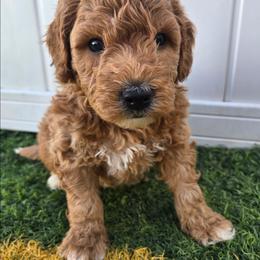 Laser - Red  male Goldendoodle puppy in Archbold, Ohio from Wurster's Mini Wee Doodles