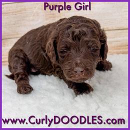 Purple Girl - Chocolate female Goldendoodle puppy in Taneytown, Maryland from Curlydoodles