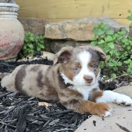 Shiver - Red merle female Miniature Australian Shepherd puppy in Paris, Texas from Blue Envy Mini Aussies