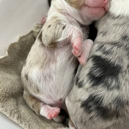 Aussiedoodle Puppies from Mae blossom puppies
