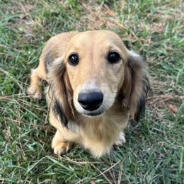 Lassie - Dachshund