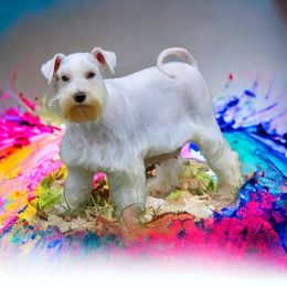 Chloe - Miniature Schnauzer