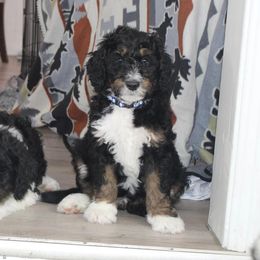 Bernedoodle Puppies from CBKB Bernedoodle’s