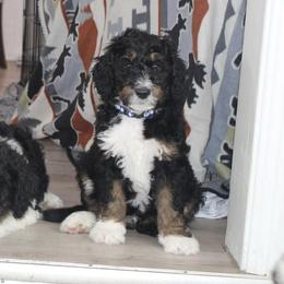 Bernedoodle Puppies from CBKB Bernedoodle’s
