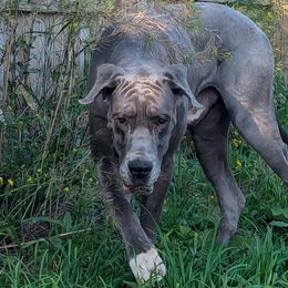 Rein - Great Dane