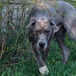 Rein - Great Dane