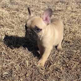 French Bulldog Puppies from East 40 Frenchies