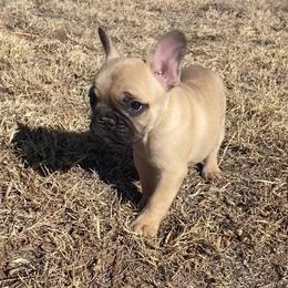French Bulldog Puppies from East 40 Frenchies