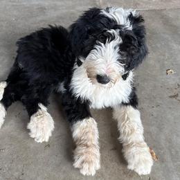 Girl 1  lt pink - Black and white female Sheepadoodle puppy in Eleva, Wisconsin from Molly’s Doodles