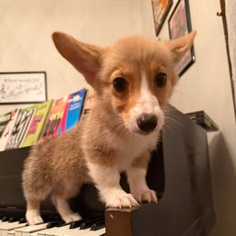 Clover - Red female Pembroke Welsh Corgi puppy in Darlington, Wisconsin from D&D P.W.Corgi's
