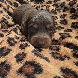 Copper - Chocolate and tan male Dachshund puppy in Los Angeles, California from One Love Doxies