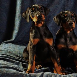 Doberman Pinschers from Rockhill Dobermans