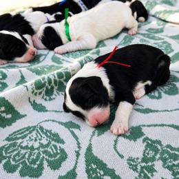 Minnie - Black and white female Sheepadoodle puppy in Ashton, Idaho from Kerr Kanine Ranch