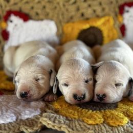 Female pick spot 3 (out of 3) - White and black female Dalmatian puppy in Hawkins, Texas from Snow Dalmatians