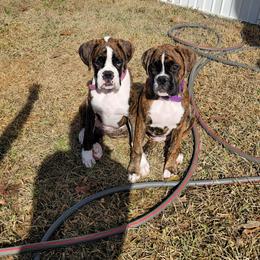 Boxer Puppies from BUTTERFLYS BOXERS