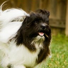 Sam - Havanese