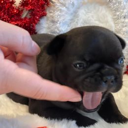 French Bulldog Puppies from Infinity Frenchies