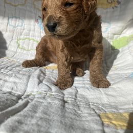 Goldendoodle Puppies from Cassie Farms