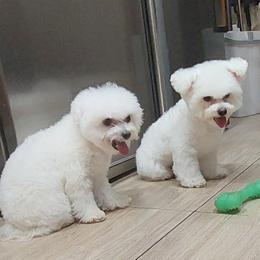 Bichon Frise and German Shepherd Puppies from Top Shepherd & French bulldog kennel