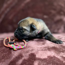 Pink girl - Sable female German Shepherd puppy in Riverside, California from Von Der Sagobi